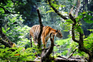 Bengal Tiger in Jungle548888426 300x200 - Bengal Tiger in Jungle - Westie, Tiger, Jungle, Bengal